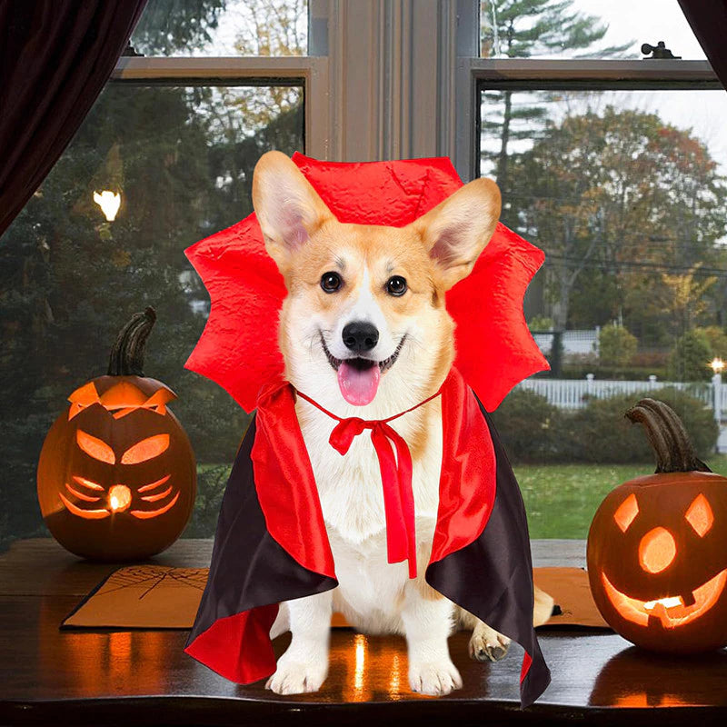Dog in a Halloween costume with two pumpkins on a table.