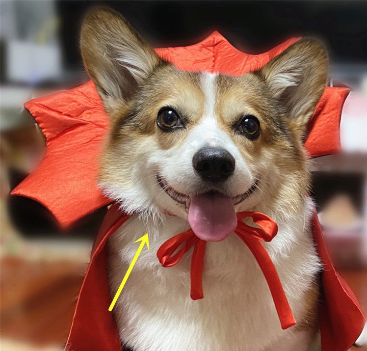 Dog wearing a red cape with a yellow arrow pointing to it