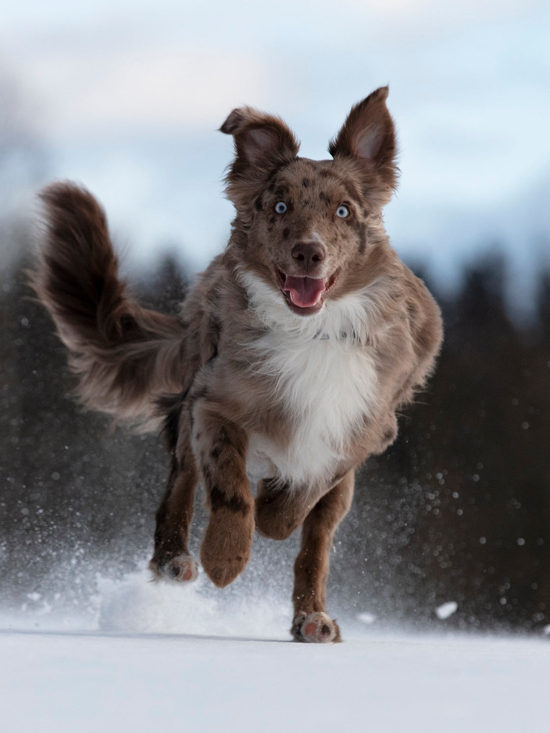 A brown merle dog with striking blue eyes and a white chest runs toward the camera with ears perked and mouth open, appearing joyful, against a blurred outdoor background