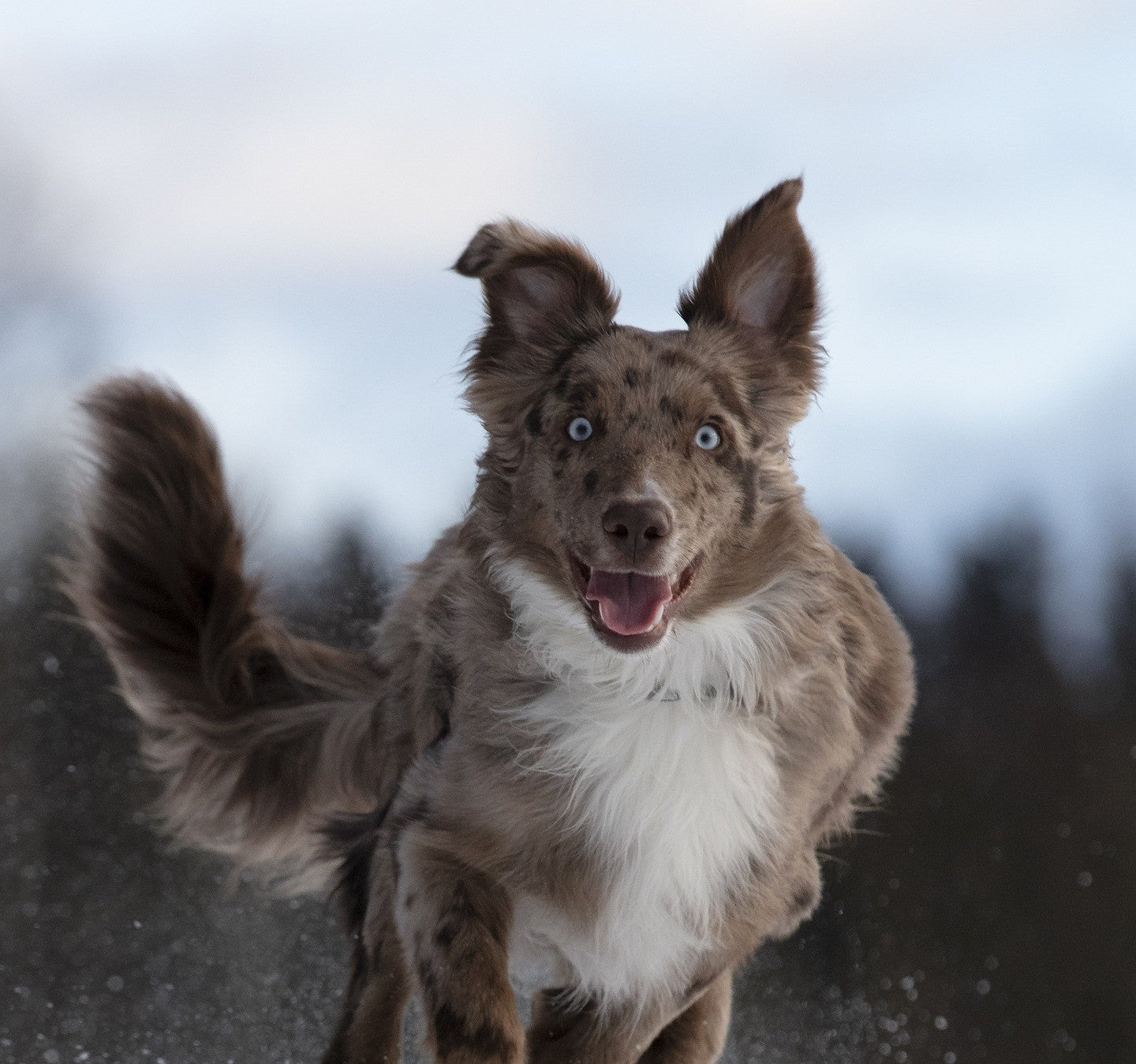 A brown merle dog with striking blue eyes and a white chest runs toward the camera with ears perked and mouth open, appearing joyful, against a blurred outdoor background