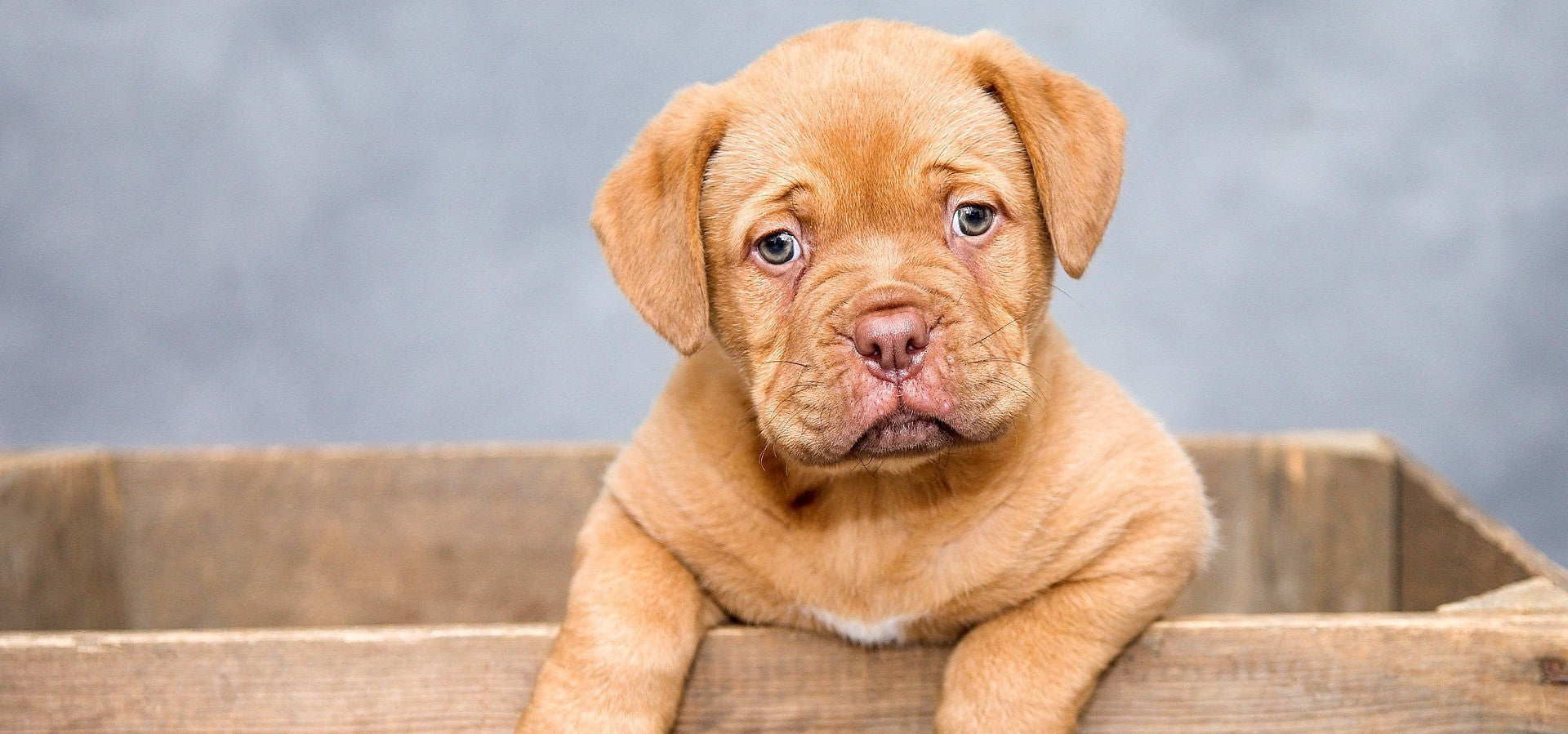 Image banner of a golden brown pup in a wooden box