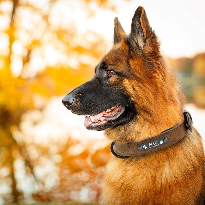 Personalised Dog Collar