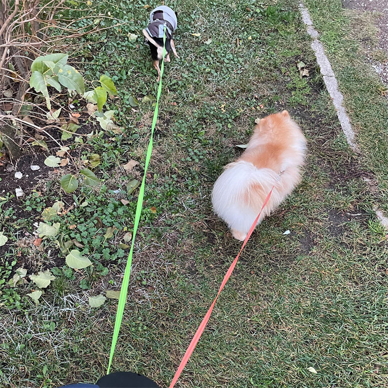 Small fluffy dog on a leash in a grassy area