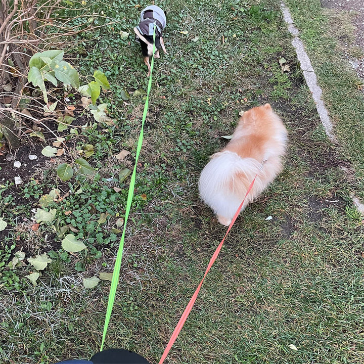 Small fluffy dog on a leash in a grassy area